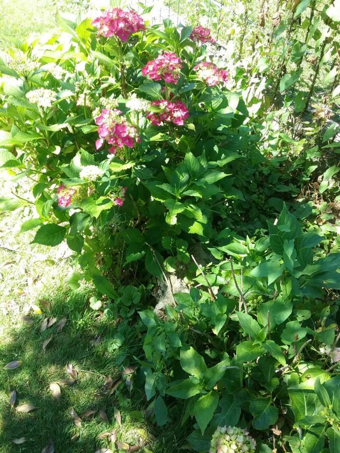 B&B Au Jardin Fleuri 마르쉐앵파멩느 외부 사진