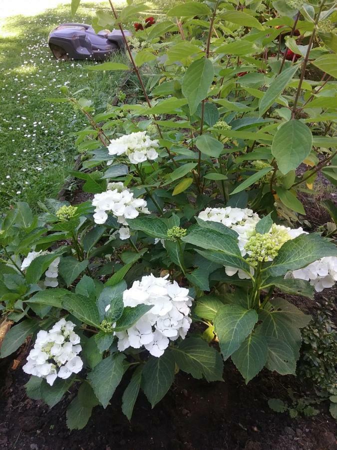 B&B Au Jardin Fleuri 마르쉐앵파멩느 외부 사진
